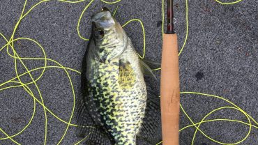 Best Electric Fillet Knife for Crappie in 2022