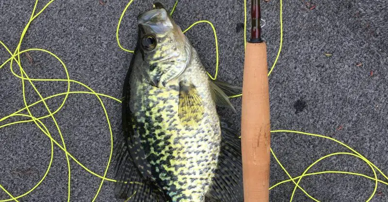 Best Electric Fillet Knife for Crappie in 2023