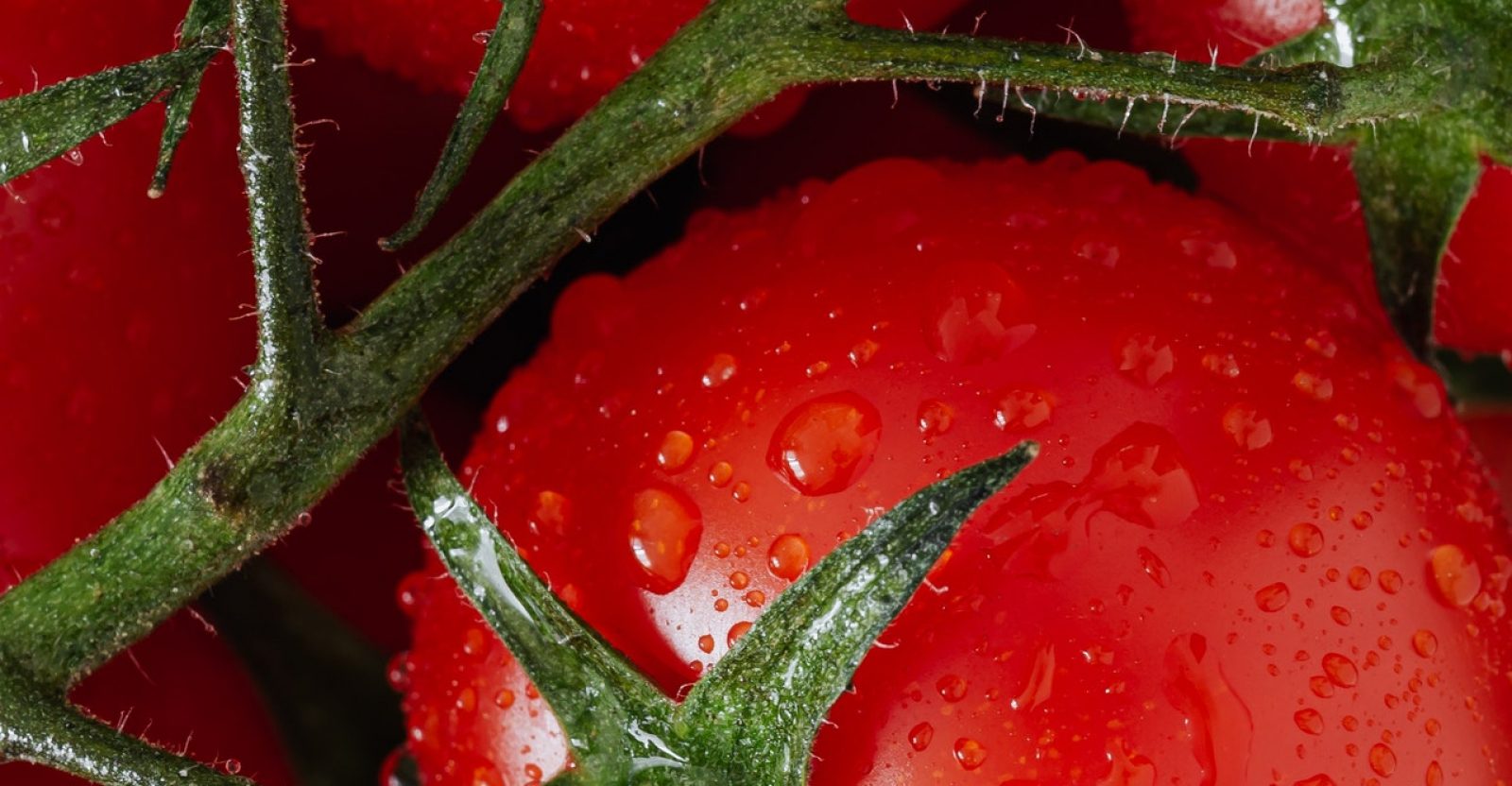 Best Juicer for Tomatoes in 2023