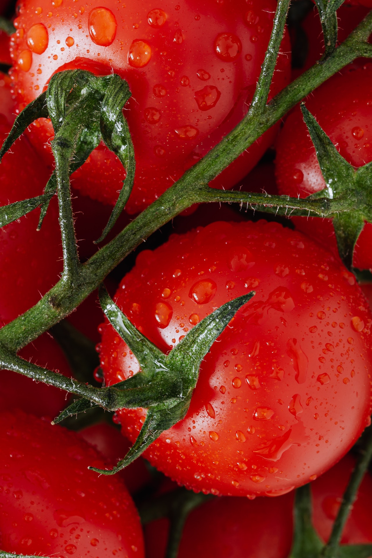 Best Juicer for Tomatoes in 2023