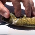 Best Fillet Knife for Panfish in 2023