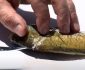 Best Fillet Knife for Panfish in 2023