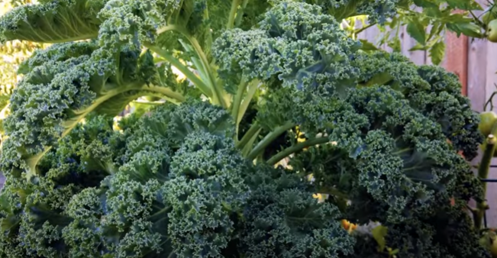 Best Blender For Kale Smoothie in 2023