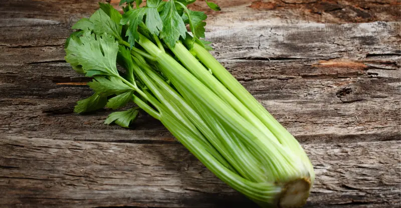 What Is The Best Juicer For Celery in 2022