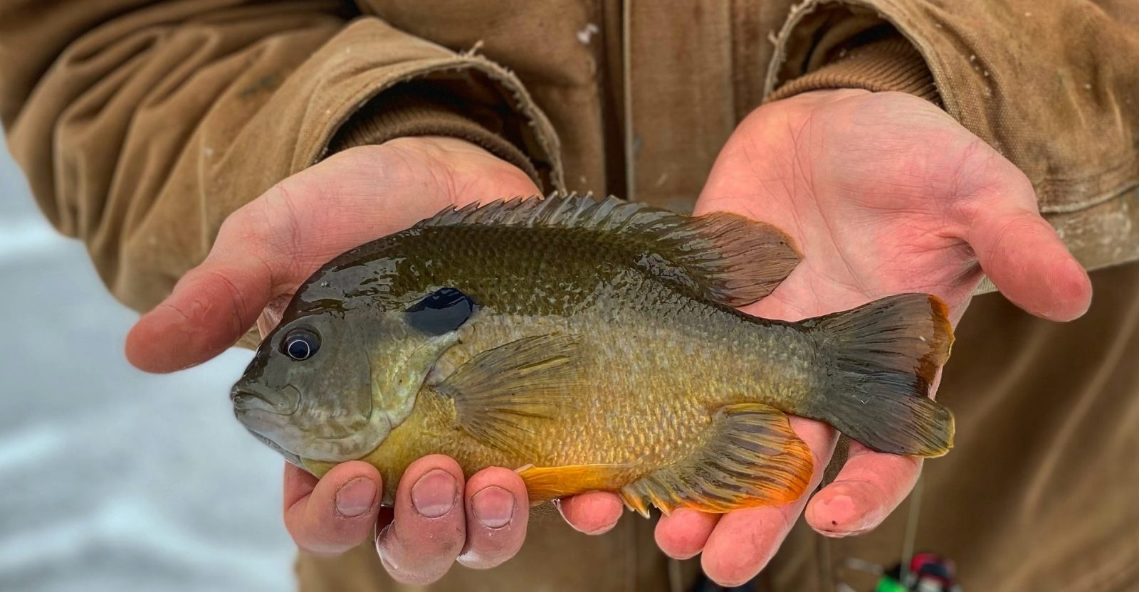 Best Fillet Knife for Bluegill in 2024