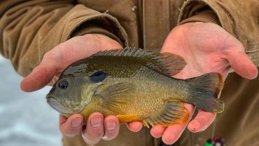 Best Fillet Knife for Bluegill in 2024