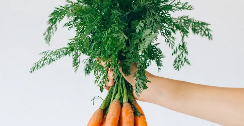 Best Blender for Raw Carrots in 2022
