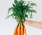 Best Blender for Raw Carrots in 2024
