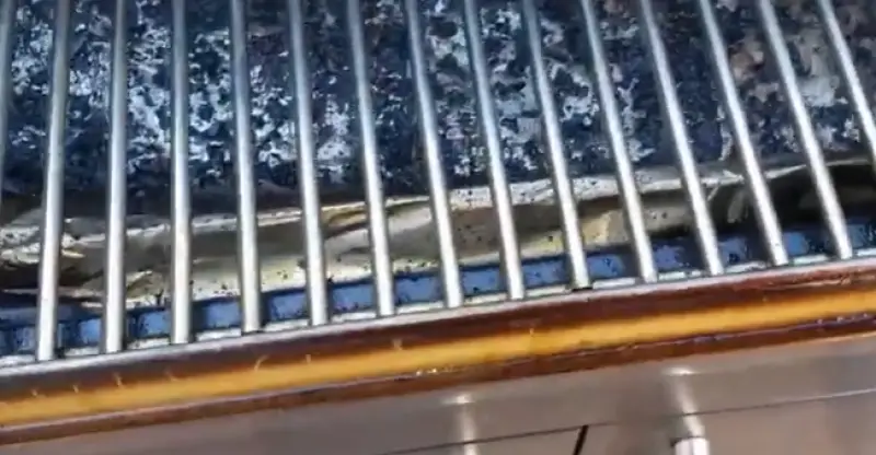 How To Get Rust Off Of Grill Grates