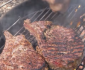 How To Grill Prime Rib Steak