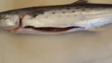 How To Cook Spanish Mackerel On The Grill