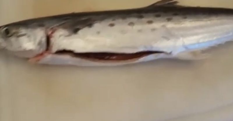 How To Cook Spanish Mackerel On The Grill