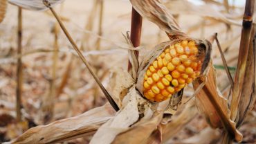 How To Grill Frozen Corn Kernels