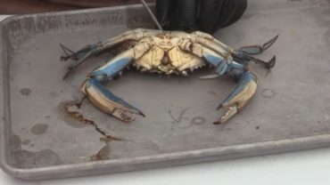 How To Cook Blue Crab On The Grill