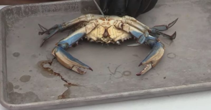 How To Cook Blue Crab On The Grill
