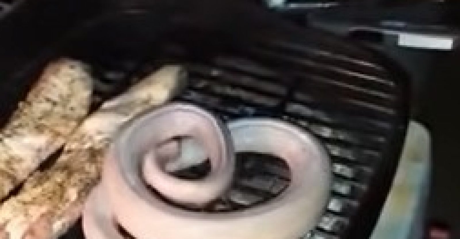 How To Grill Rattlesnake