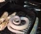 How To Grill Rattlesnake