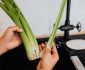 Best Way to Juice Celery Without a Juicer